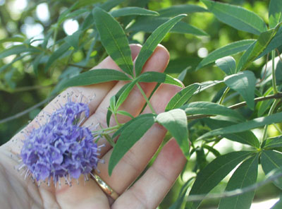 Chaste Tree، Chasteberry، Abraham's Balm، Monk's Pepper، the women’s herb ، فلفل بیابانی